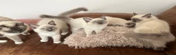 Ragdoll cats for sale: Ragdoll Kittens - ready now! 😻 in Alcester - Advert 1