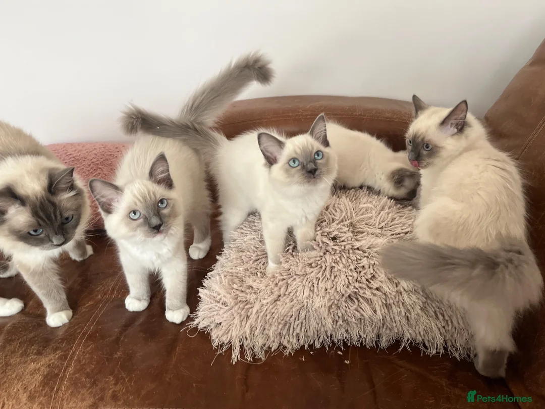 Ragdoll cats for sale: Ragdoll Kittens - ready now! 😻 in Alcester - Advert 1