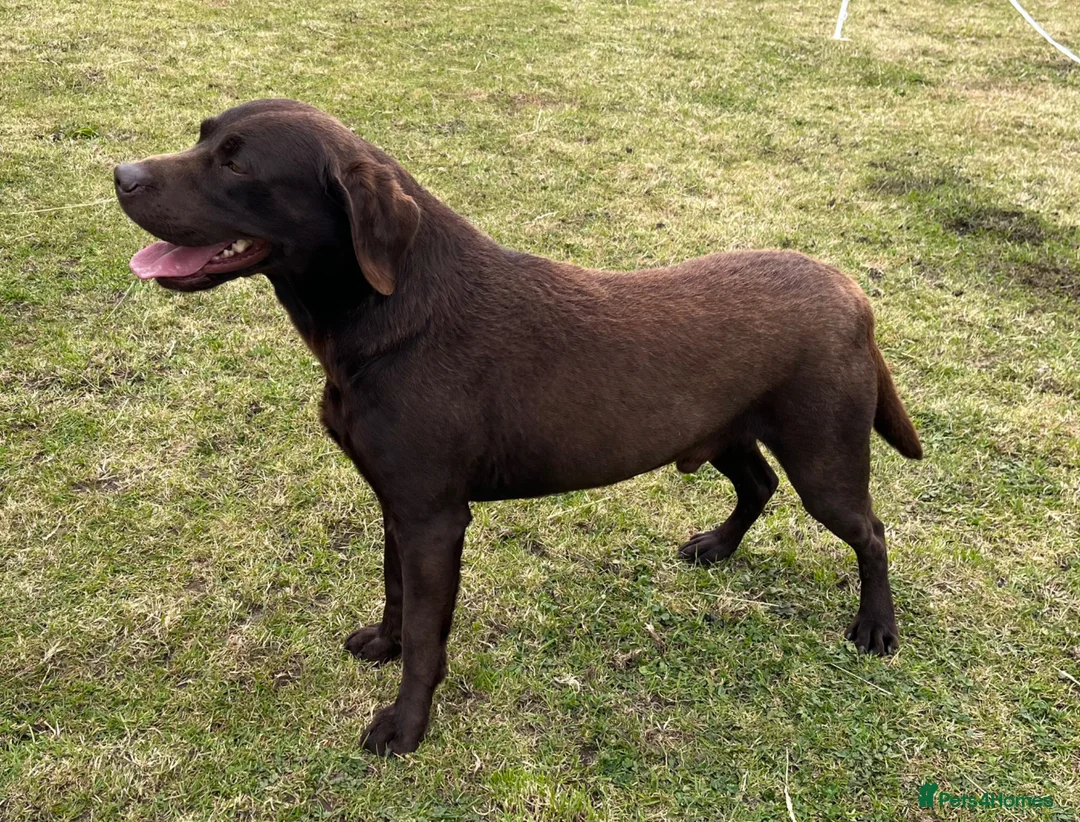 Labrador Retriever dogs for sale: New chocolate arrivals at Westfena 🐾 - Advert 4