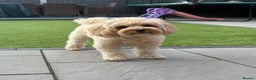 Cavapoo dogs for stud: Stunning Cavapoo for Stud (Proven) in Grays - Advert 3
