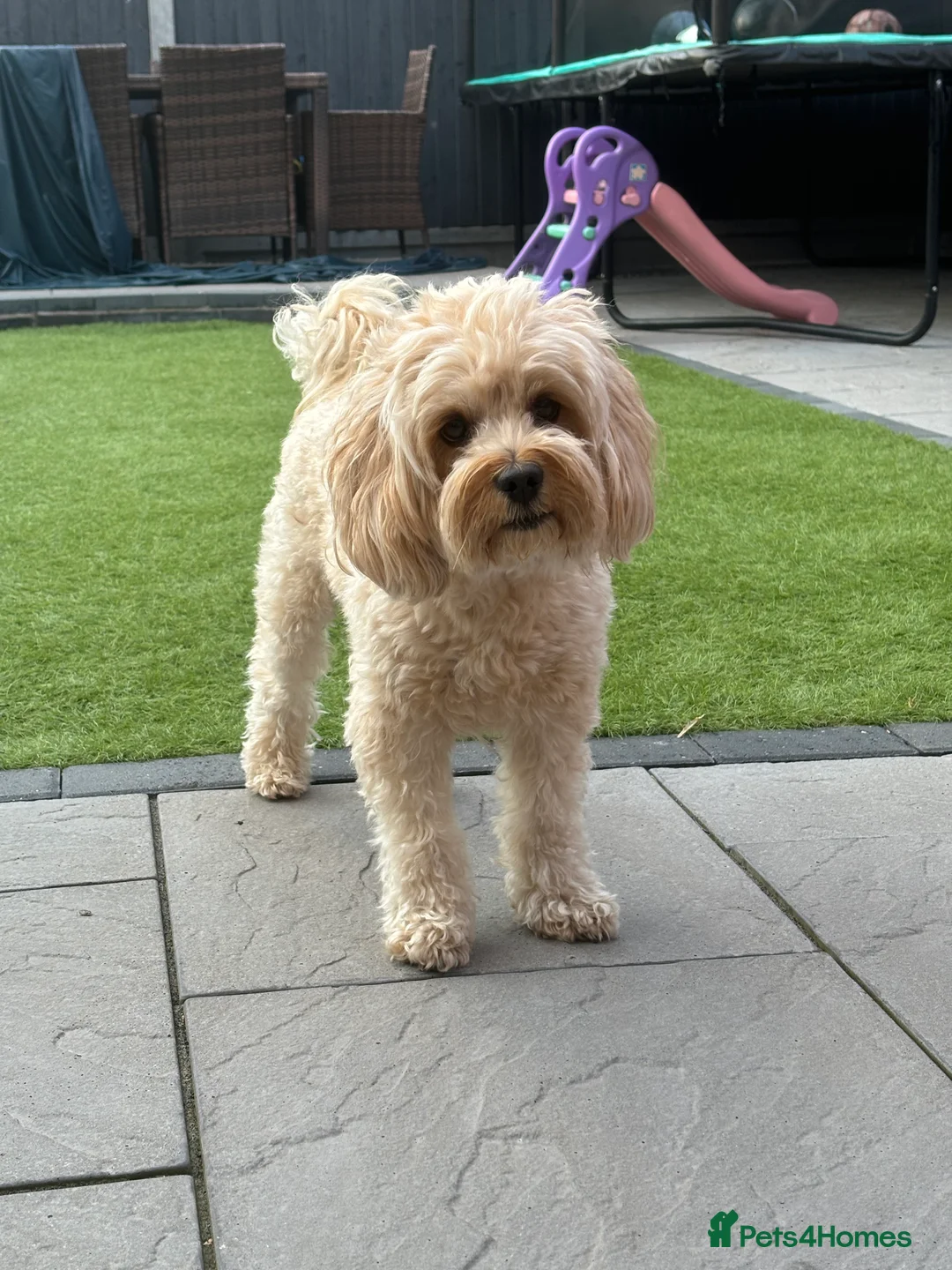 Cavapoo dogs for stud: Stunning Cavapoo for Stud (Proven) in Grays - Advert 3
