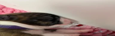 Boston Terrier 3