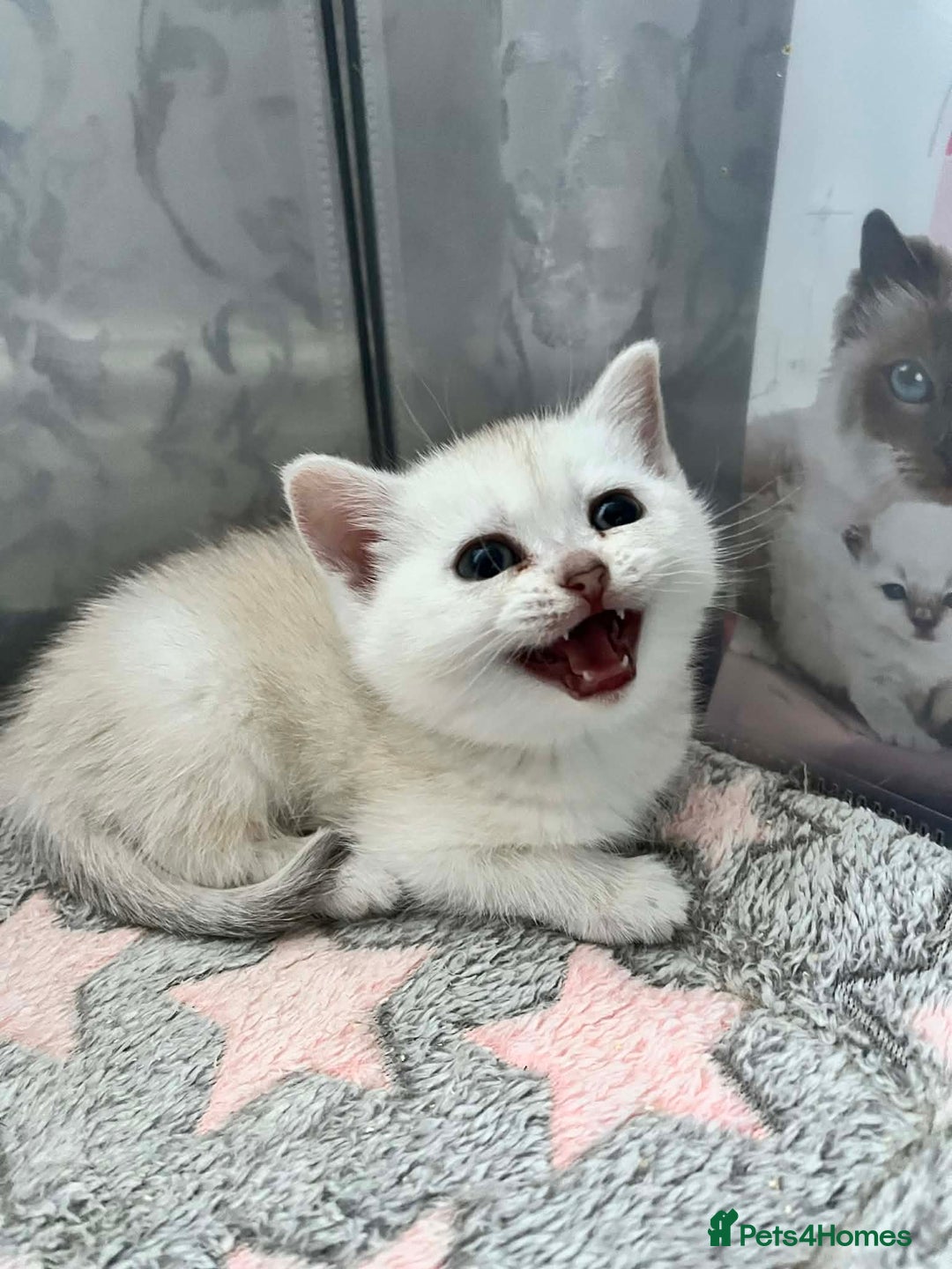 Scottish Fold cats for sale: Adorable Scottish Fold/Straight kittens  - Advert 10