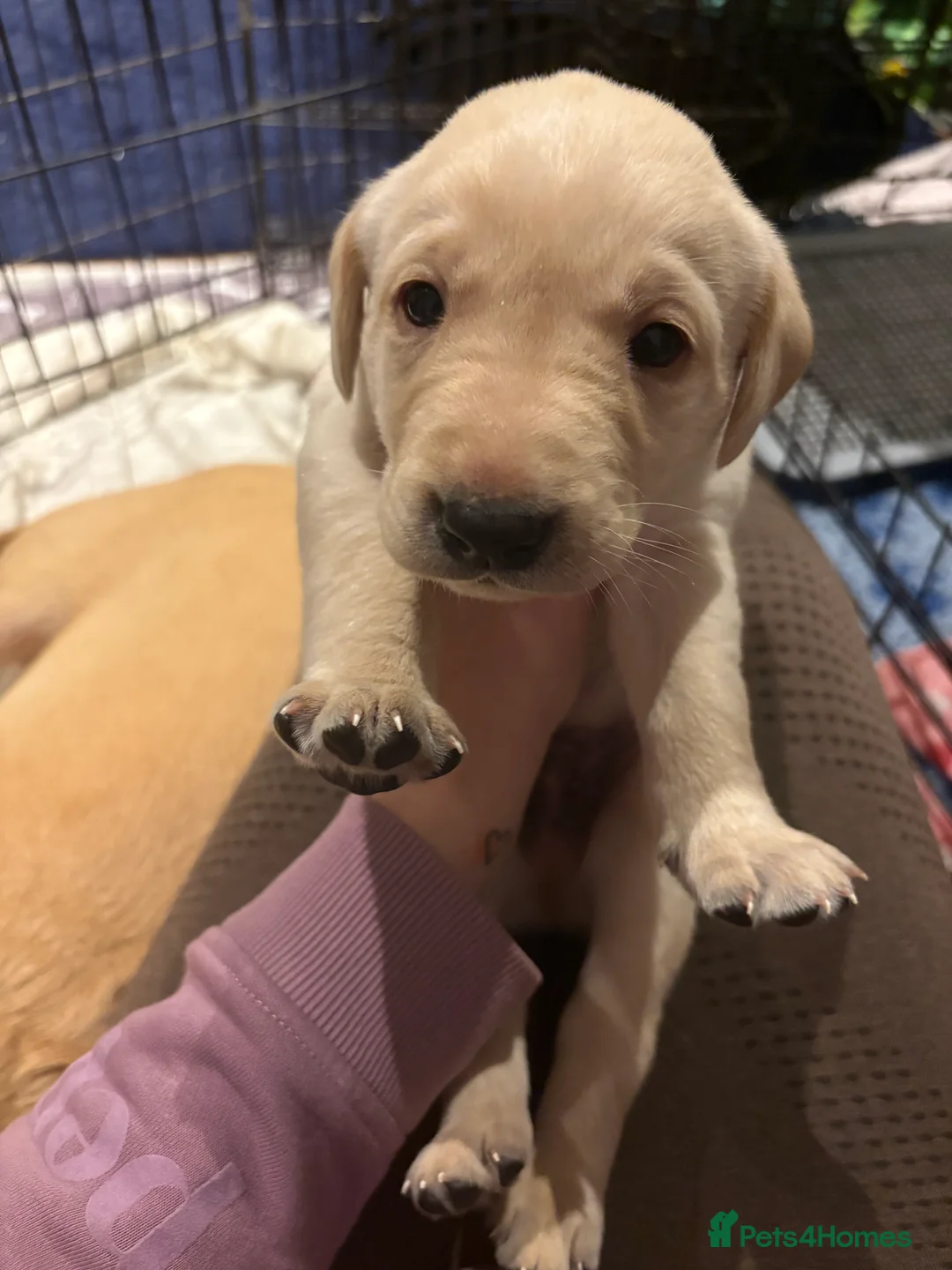 Labrador Retriever dogs for sale: Labrador Retriever Puppies 🐶  - Advert 32