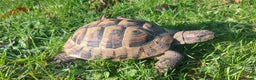 Hermann Tortoise reptiles for sale: Herman Torroise - Advert 5