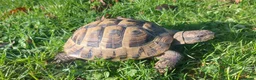 Hermann Tortoise reptiles for sale: Herman Torroise - Advert 5