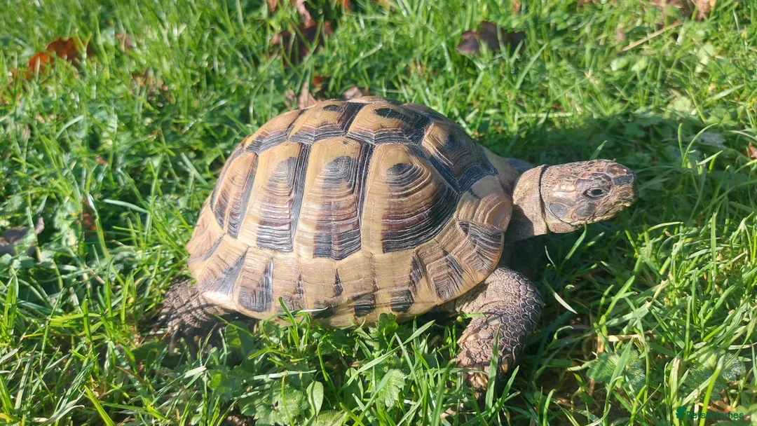 Hermann Tortoise reptiles for sale: Herman Torroise - Advert 5