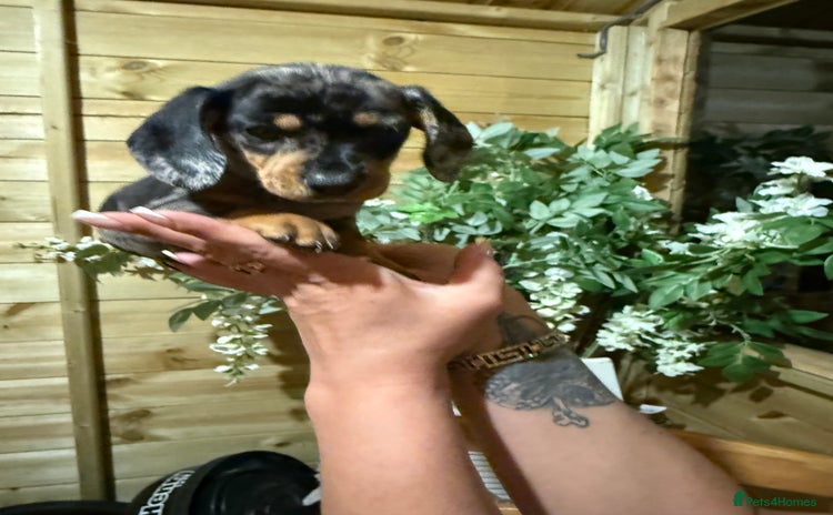 Dachshund dogs - Advert 14