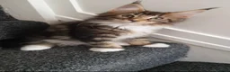 Maine Coon cats for sale: 🌟TICA🌟 pure breed maine coons - Advert 18