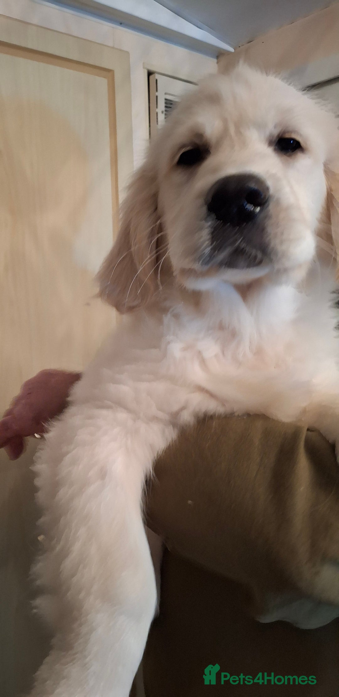 Golden Retriever dogs for sale: KC Registered Golden Retreiver Puppies  - Advert 12