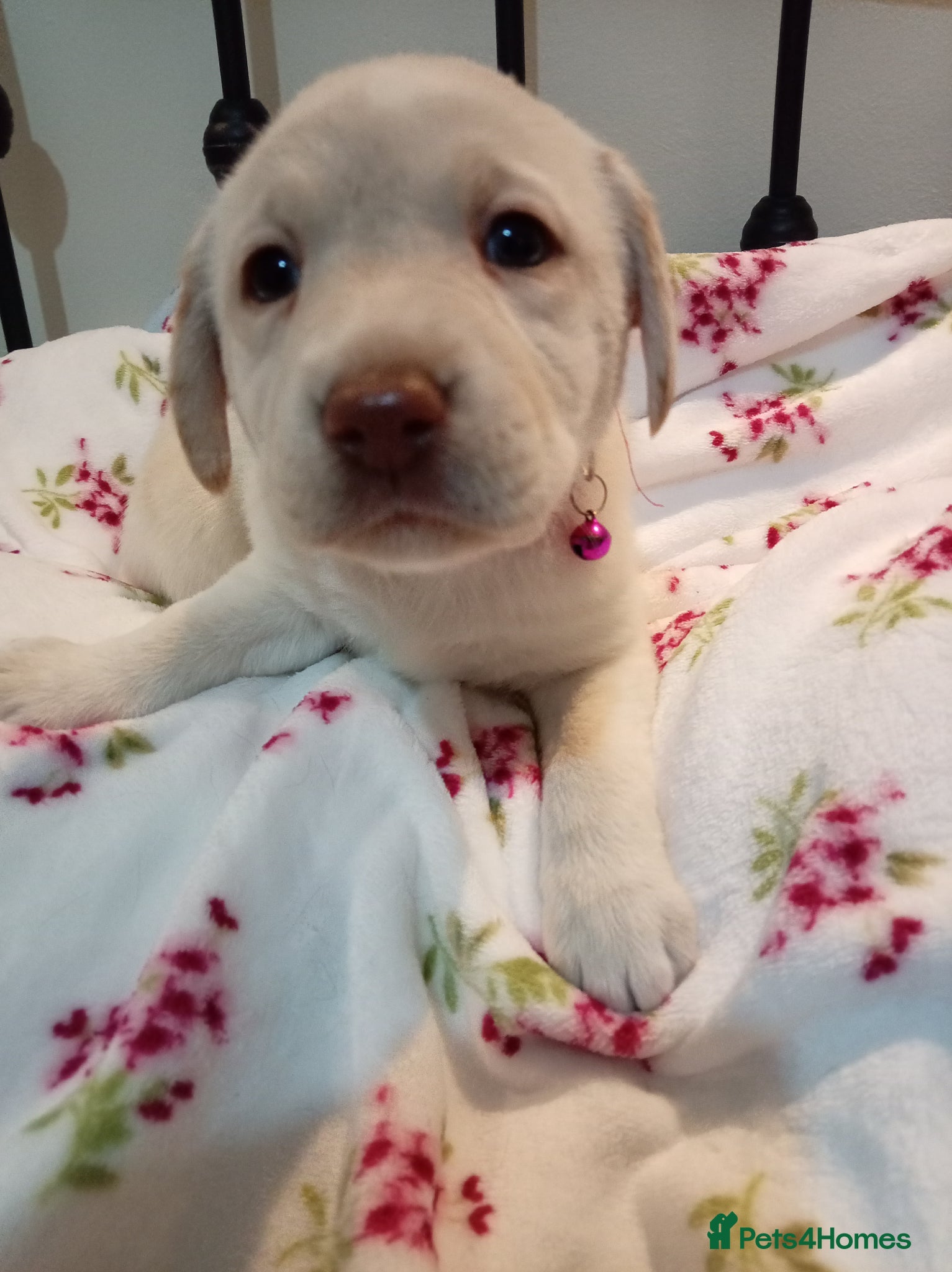 Labrador Retriever dogs Only 2 beautiful Labrador girls left now - Advert 18