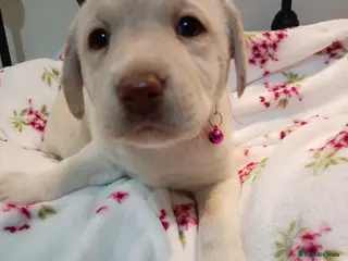 Labrador Retriever dogs Only 2 beautiful Labrador girls left now - Advert 18