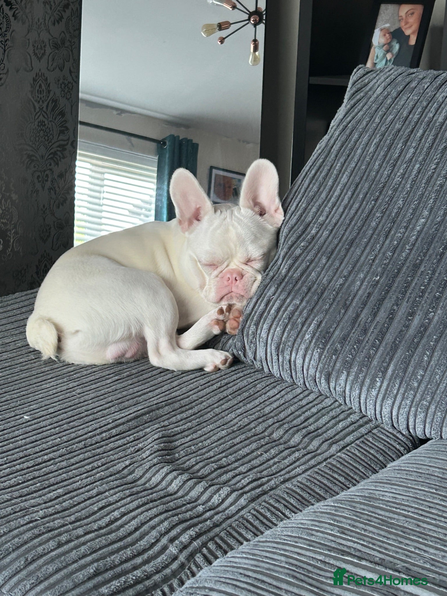 French Bulldog dogs 8 month old French bulldog puppy for sale - Advert 1