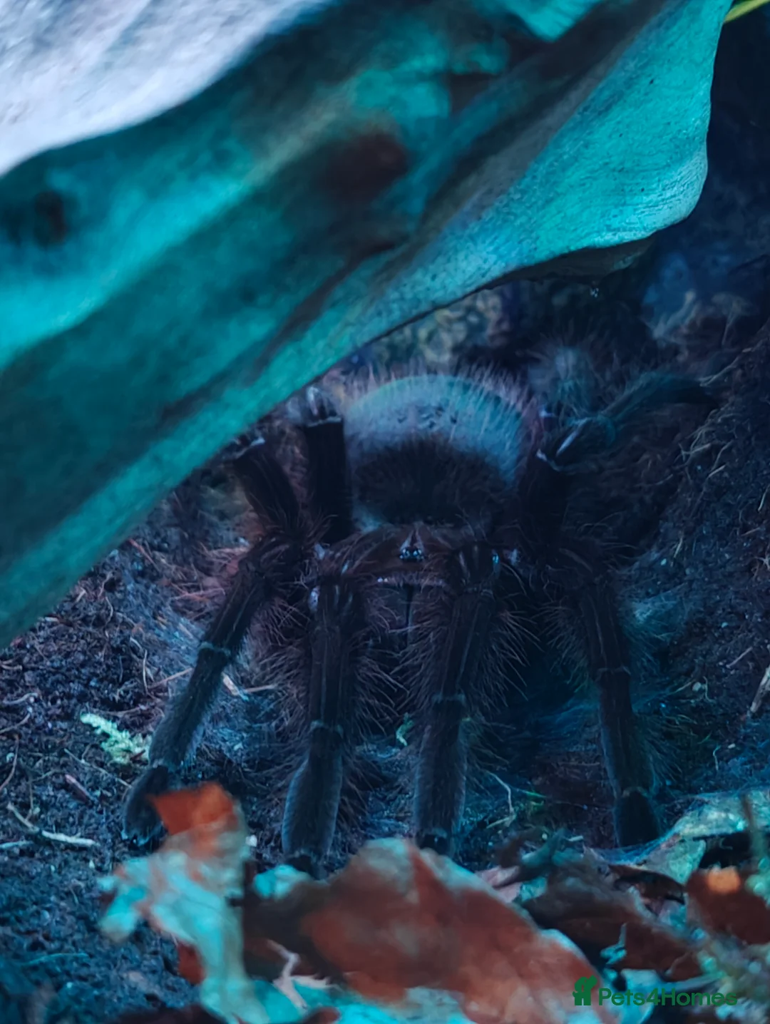 Tarantulas invertebrates for sale: Theraphosa Apophysis Pink Foot Goliath - AF CB19 - Advert 5