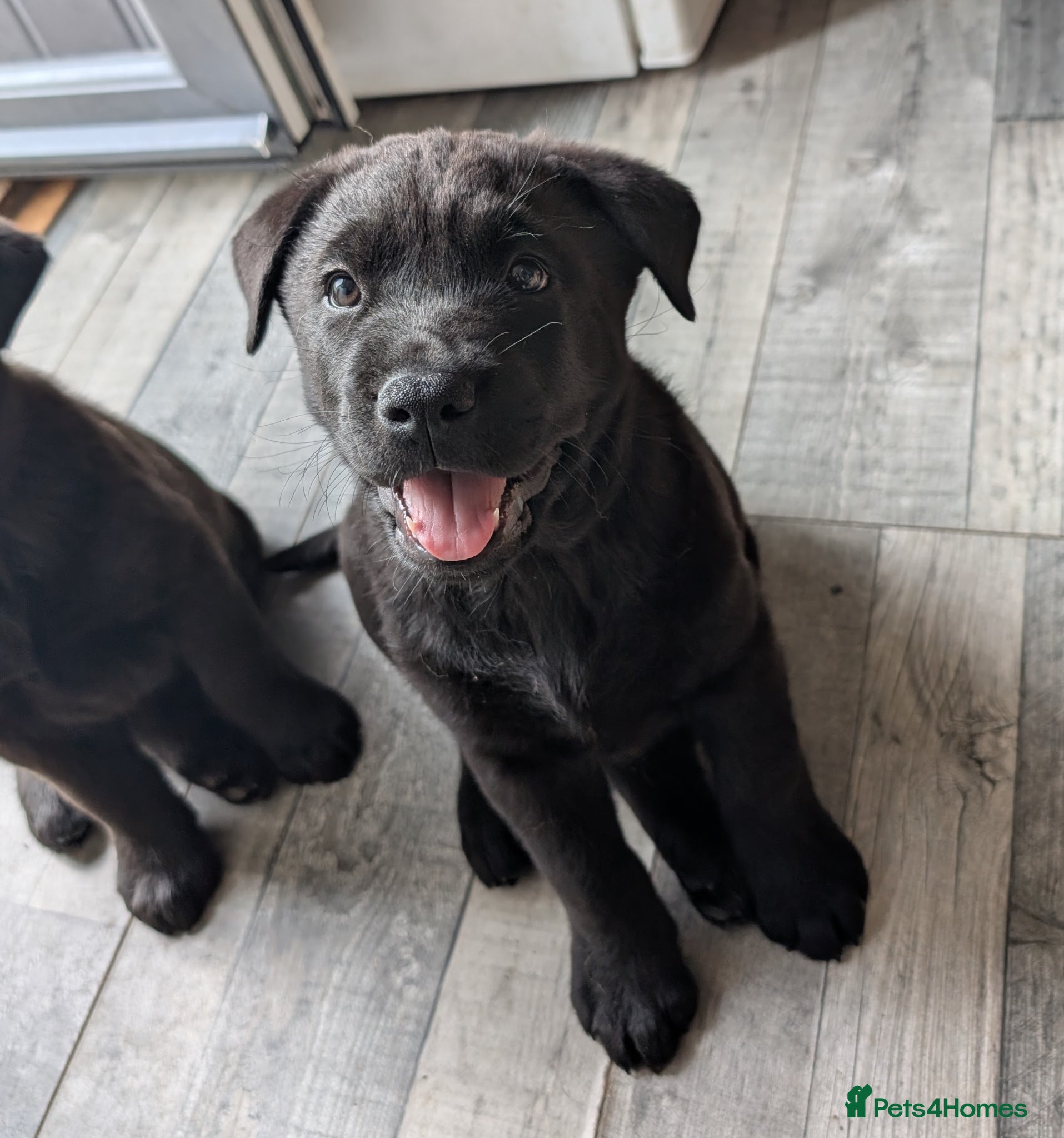 Mixed Breed dogs 🖤 LAST PUPPY LEFT 🖤 - Labrador x Chow Chow - Advert 2