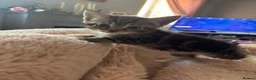 Domestic Shorthair cats for sale: 3 Beautiful Tabby Female Kittens – Ready Now - Advert 10