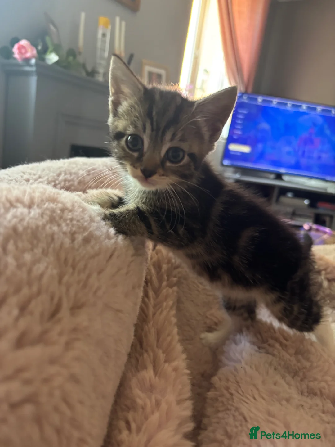 Domestic Shorthair cats for sale: 3 Beautiful Tabby Female Kittens – Ready Now - Advert 10