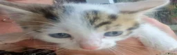 Mixed Breed cats for sale: Ready now Beautiful tabby kitties - Advert 3