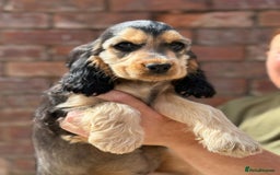 Cocker Spaniel dogs for sale: Show cocker spaniel in Bradford - Image 2