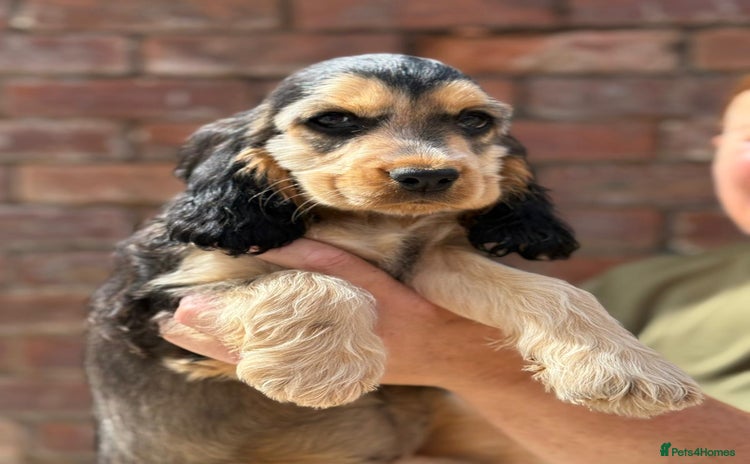 Cocker Spaniel dogs in Bradford - Advert 11