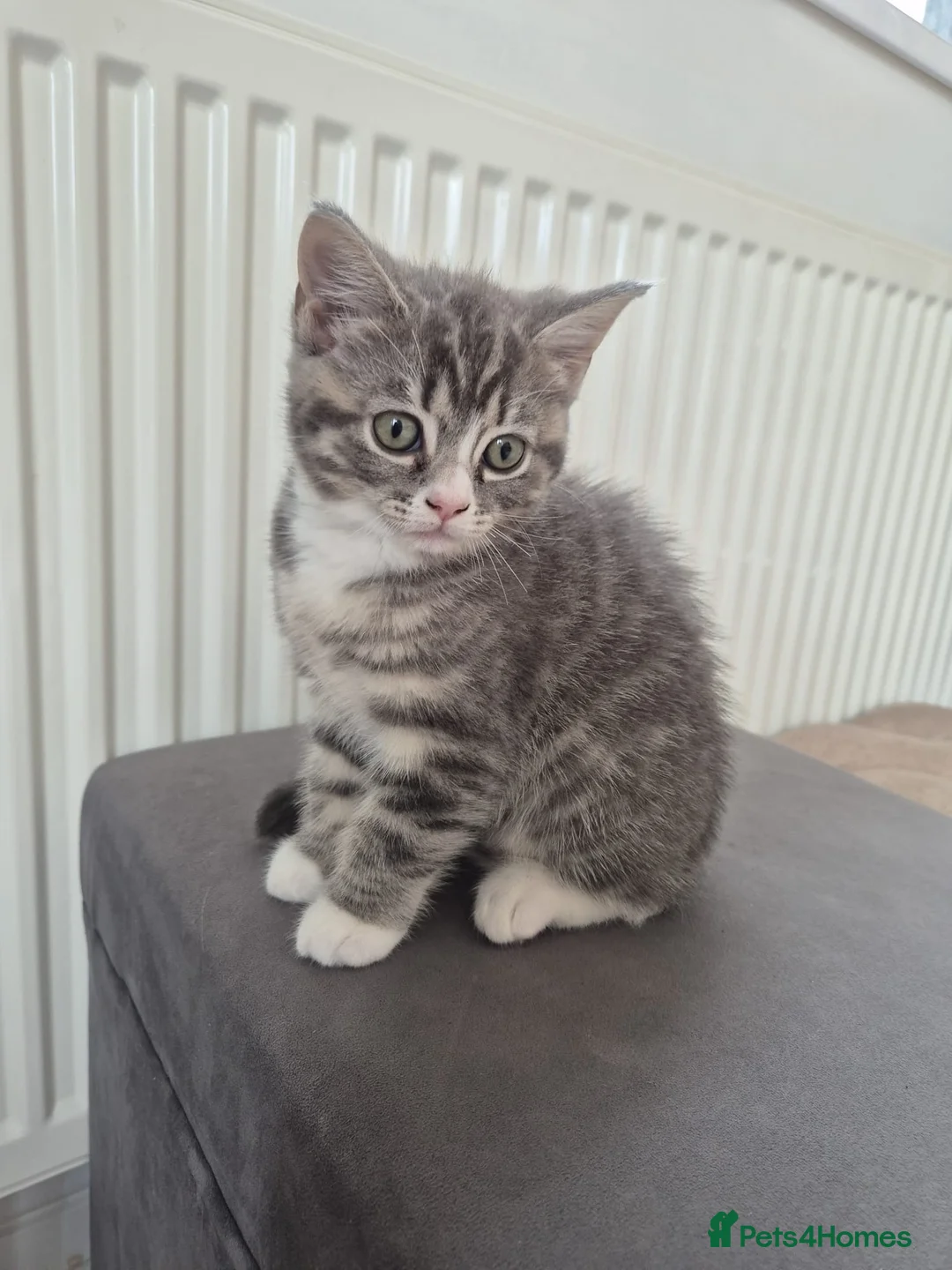 British Shorthair cats for sale: British shorthair x Ragdoll blue point kitten 🩷 - Advert 2