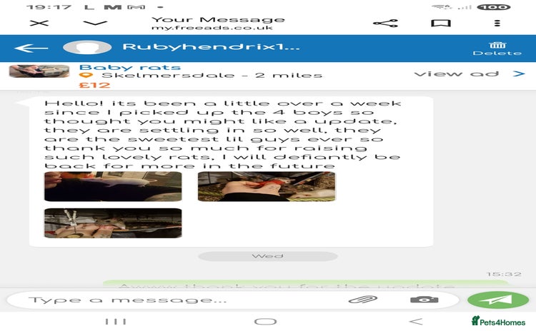 Rat rodents - Advert 5