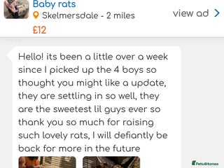 Rat rodents Baby rats for sale - Advert 8