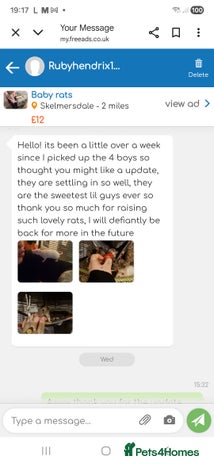 Rat rodents - Advert 5