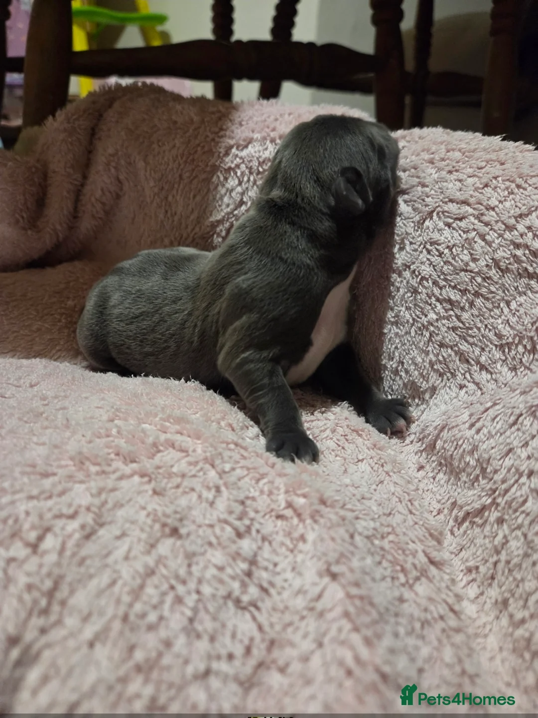 Staffordshire Bull Terrier dogs for sale: KC Reg Staffordshire Bull terrier puppies  - Advert 9