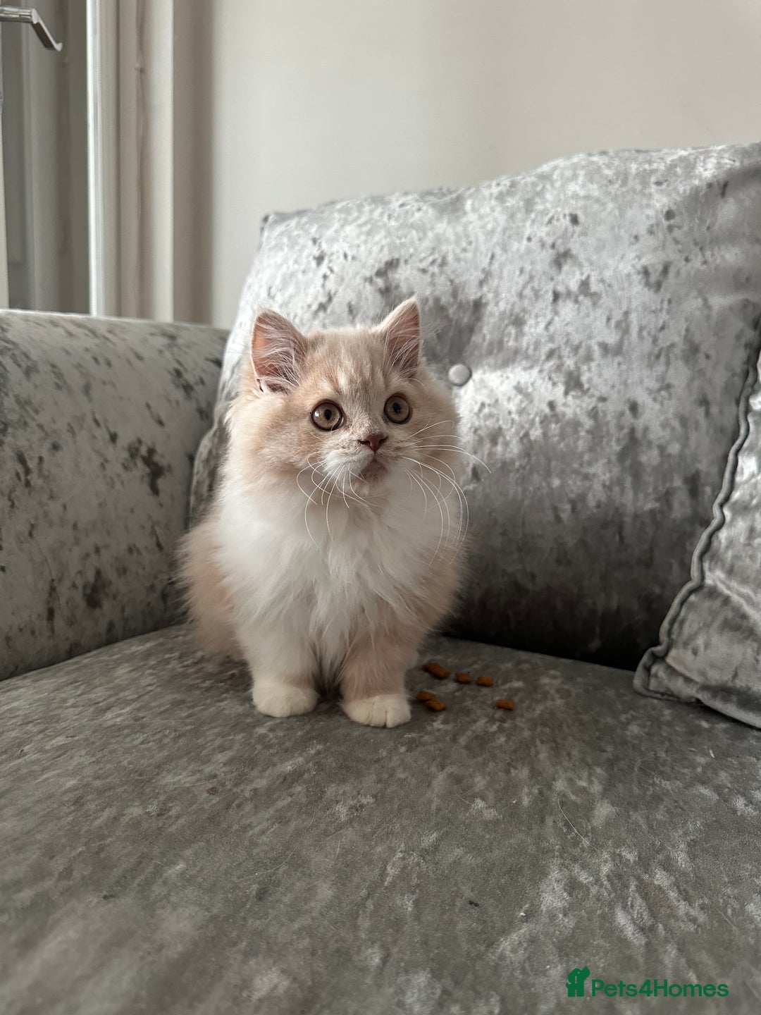 British Shorthair cats for sale:  🦁 Stunning BLH Lion Look alike READY NOW - Advert 3