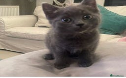 Mixed Breed cats for sale: Adorable Ragdoll Mix Kittens for Sale! - Image 7