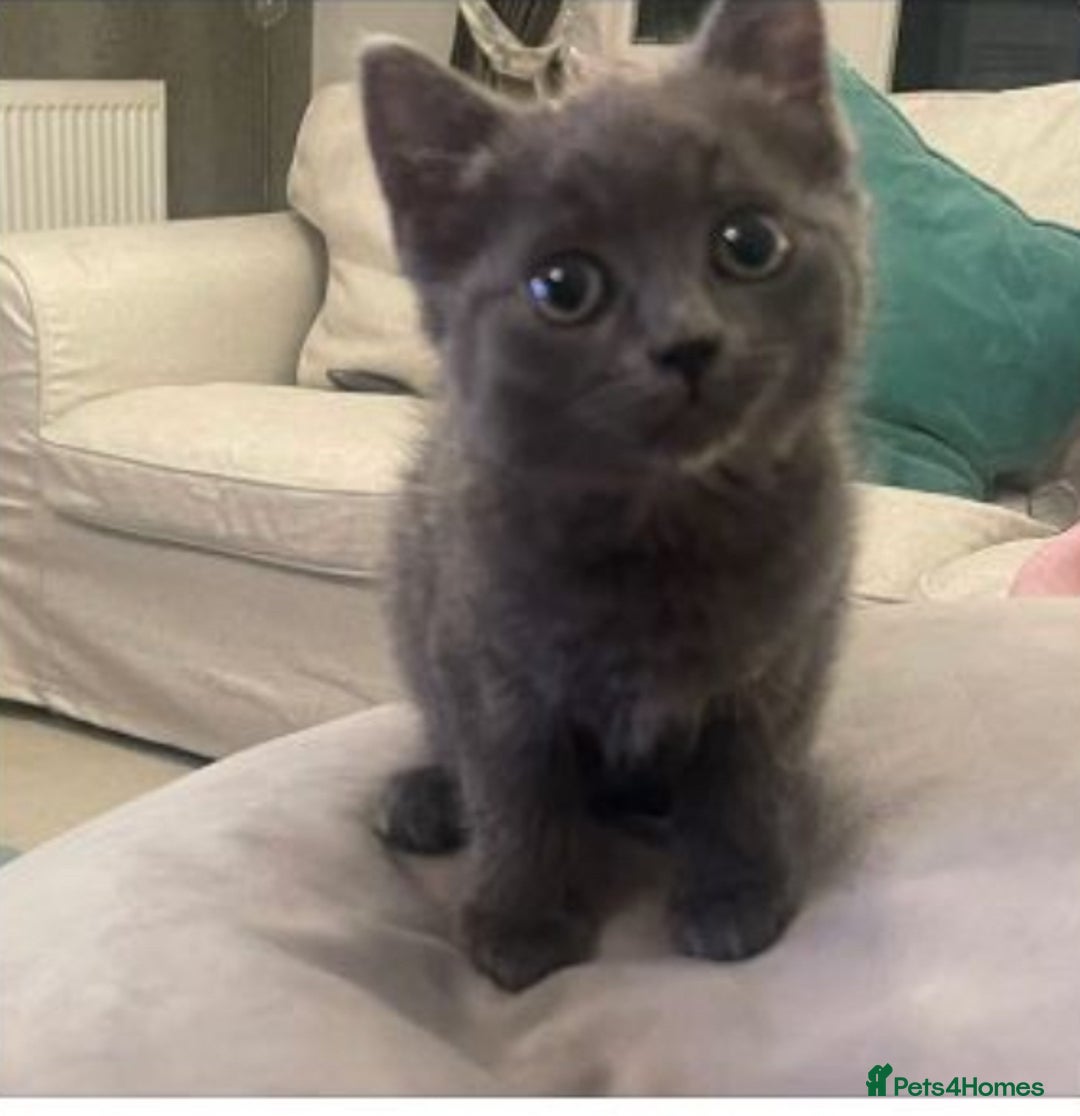 Mixed Breed cats for sale: Adorable Ragdoll Mix Kittens for Sale! - Image 7