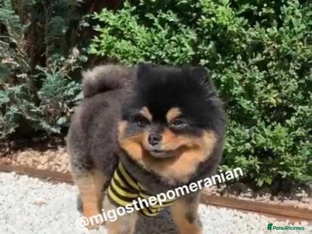 Pomeranian dogs for stud: Well Proven Stunning Black and Tan Pomeranian Stud in Ebbw Vale - Advert 7