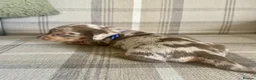 Miniature Dachshund dogs for sale: STUNNING MINIATURE DACHSHUND FOR SALE - Advert 6