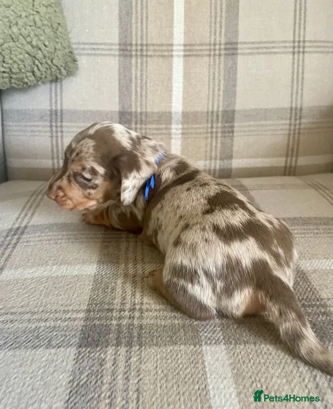 Miniature Dachshund dogs for sale: STUNNING MINIATURE DACHSHUND FOR SALE - Advert 6