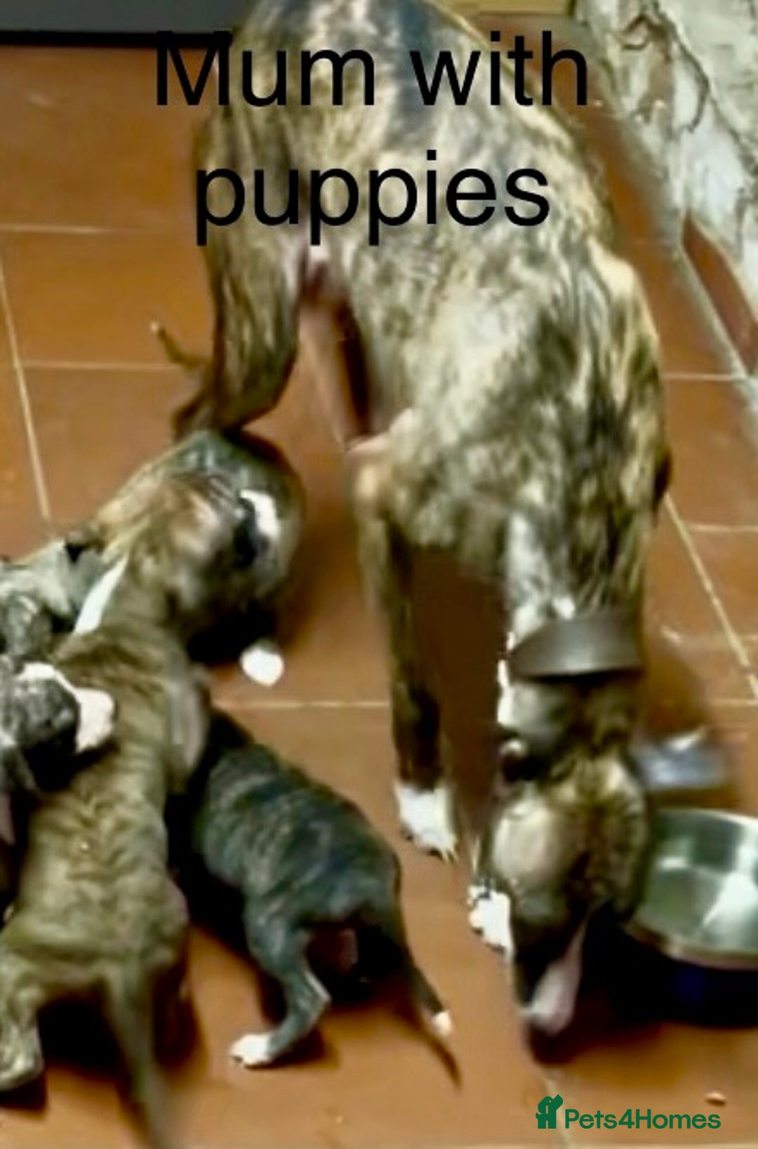 Whippet dogs for sale: KC Reg Whippet Puppies - Advert 27