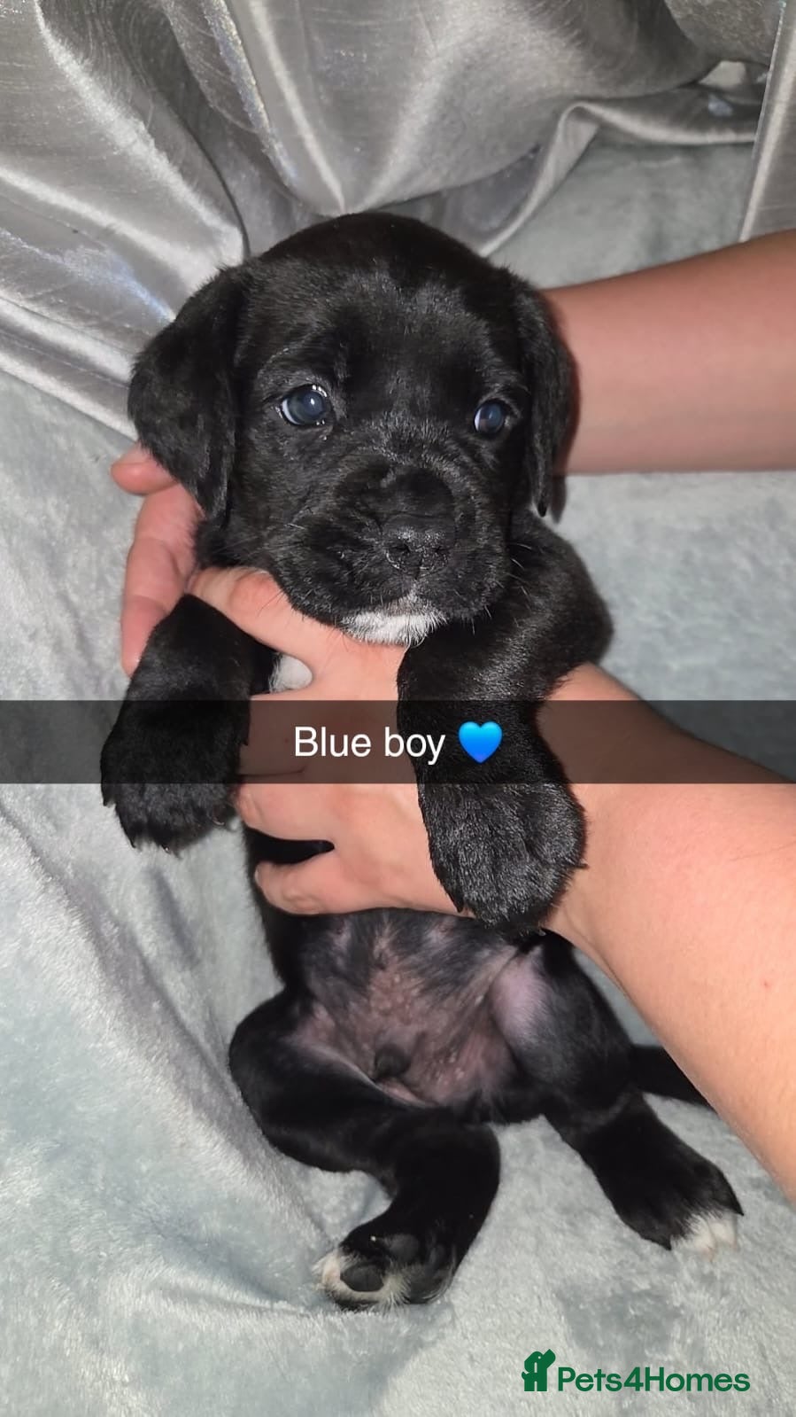 Mixed Breed dogs ONLY 4 BOYS LEFT - RARE BREED BOXADOR PUPPIES - Advert 1