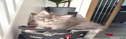Maine Coon cats for sale: Beautiful main coon kittens for sale in Runcorn - Advert 26