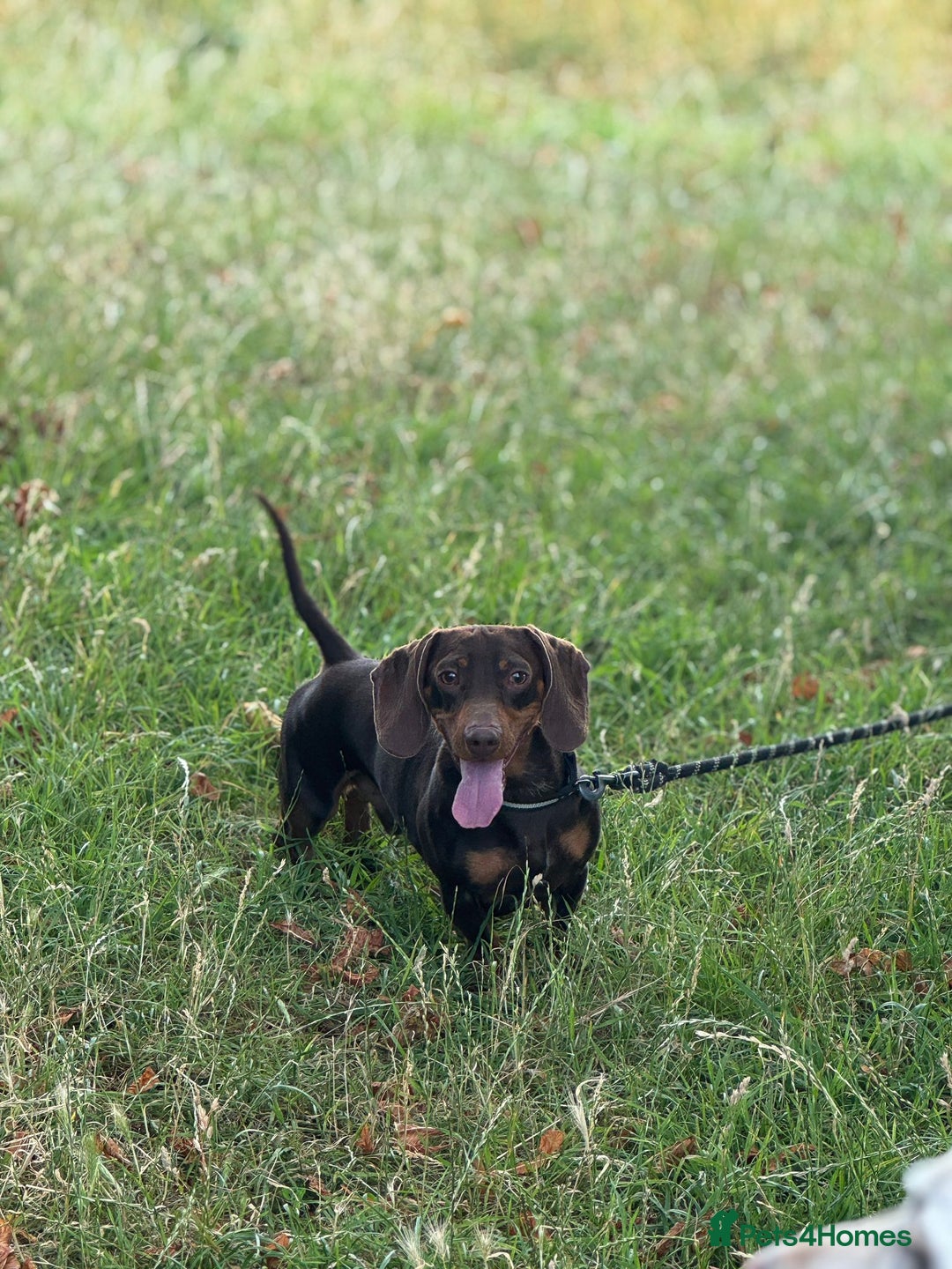 Miniature Dachshund dogs for stud: Miniature Chocolate Dachshund for stud - Image 5