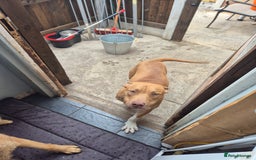 Staffordshire Bull Terrier dogs for sale: Male staff 8months old  - Image 2