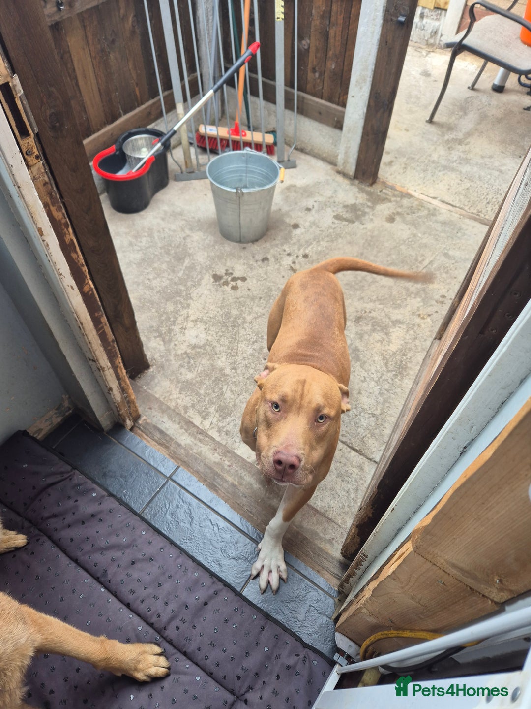 Staffordshire Bull Terrier dogs for sale: Male staff 8months old  - Image 2