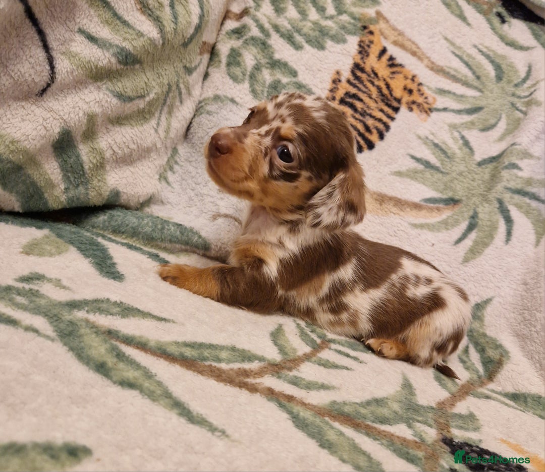 Miniature Dachshund dogs for sale: ⭐️🌈Beautiful miniature dachshunds🌈⭐️ - Advert 10
