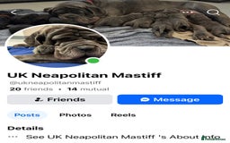 Mastiff dogs for sale: Mastiff puppies (Neapolitan) - Advert 30