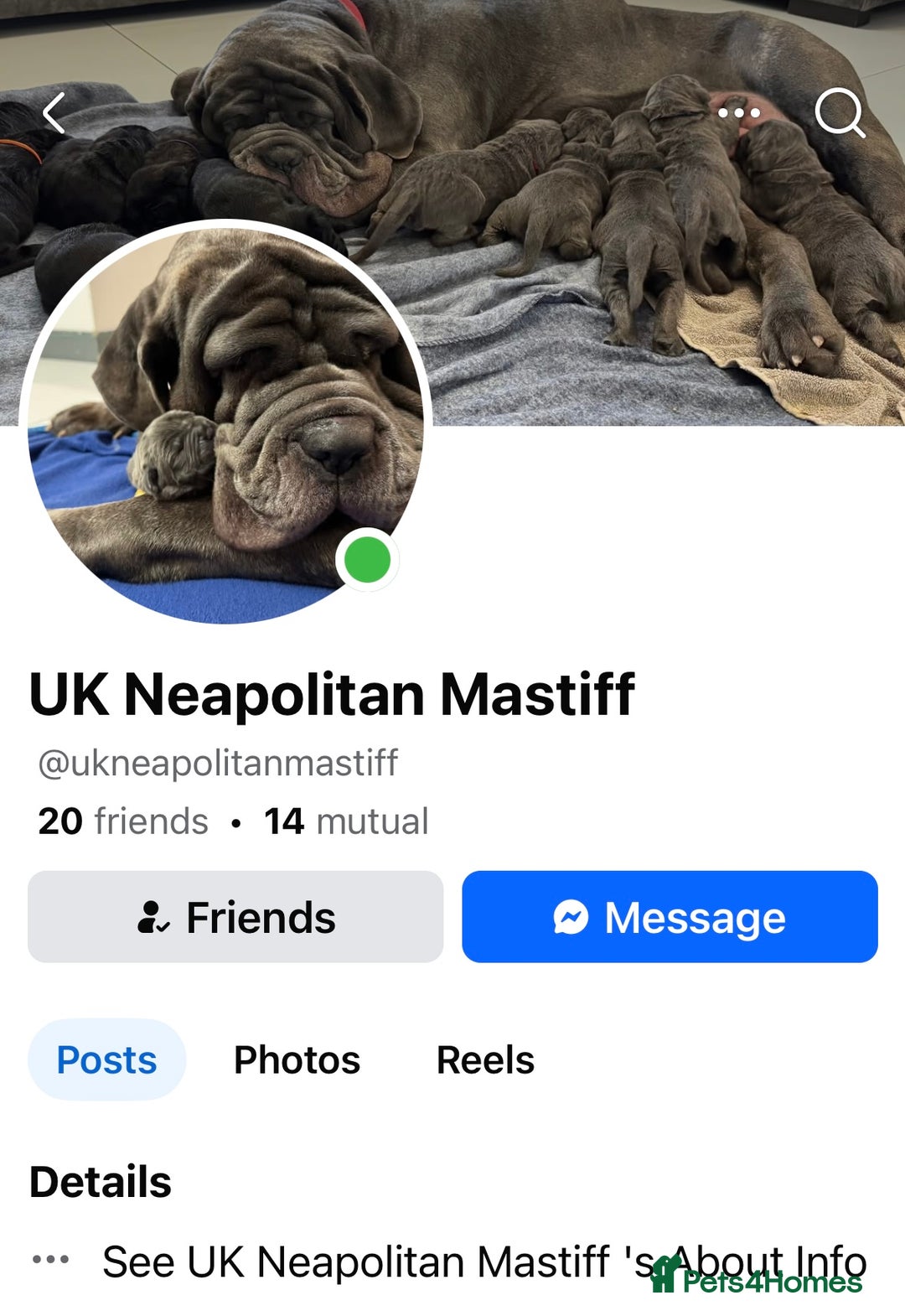 Mastiff dogs for sale: Mastiff puppies (Neapolitan) - Advert 30