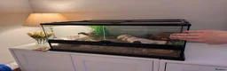 Gecko reptiles for sale: Leopard gecko  - Advert 5
