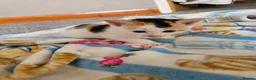 Manx cats for sale: Last Manx kitten - Advert 2