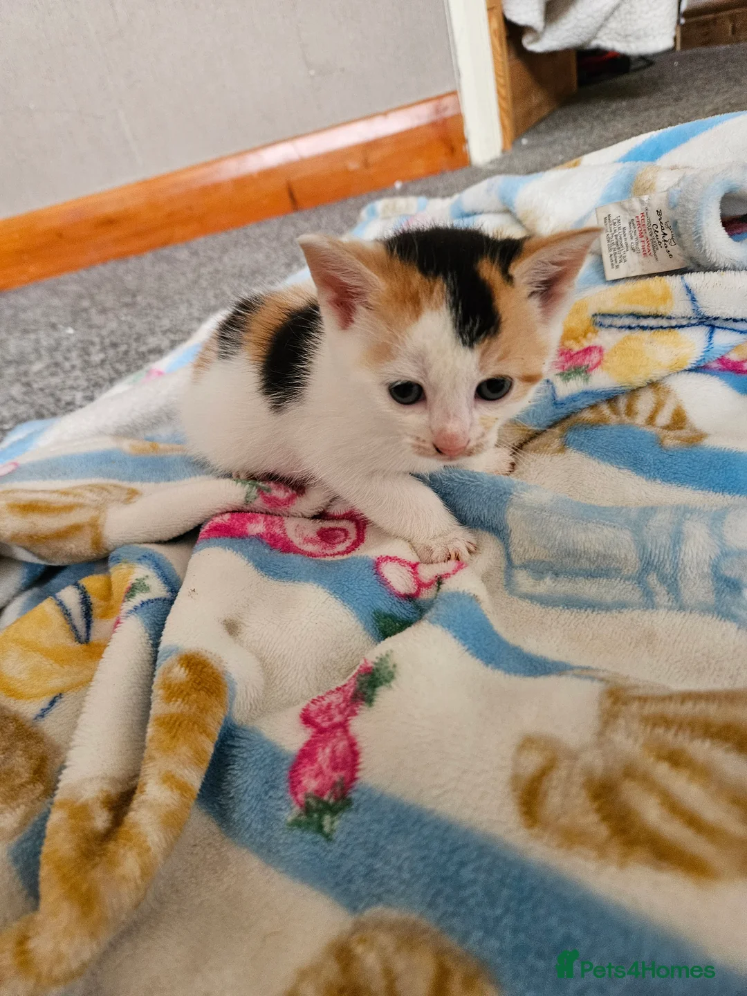 Manx cats for sale: Last Manx kitten - Advert 2