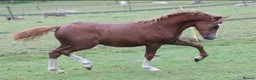 Welsh Section A horses for sale: Beautiful Registered Section A For Sale - Advert 5