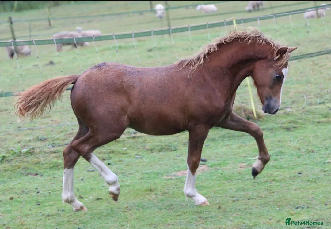 Welsh Section A horses for sale: Beautiful Registered Section A For Sale - Advert 5