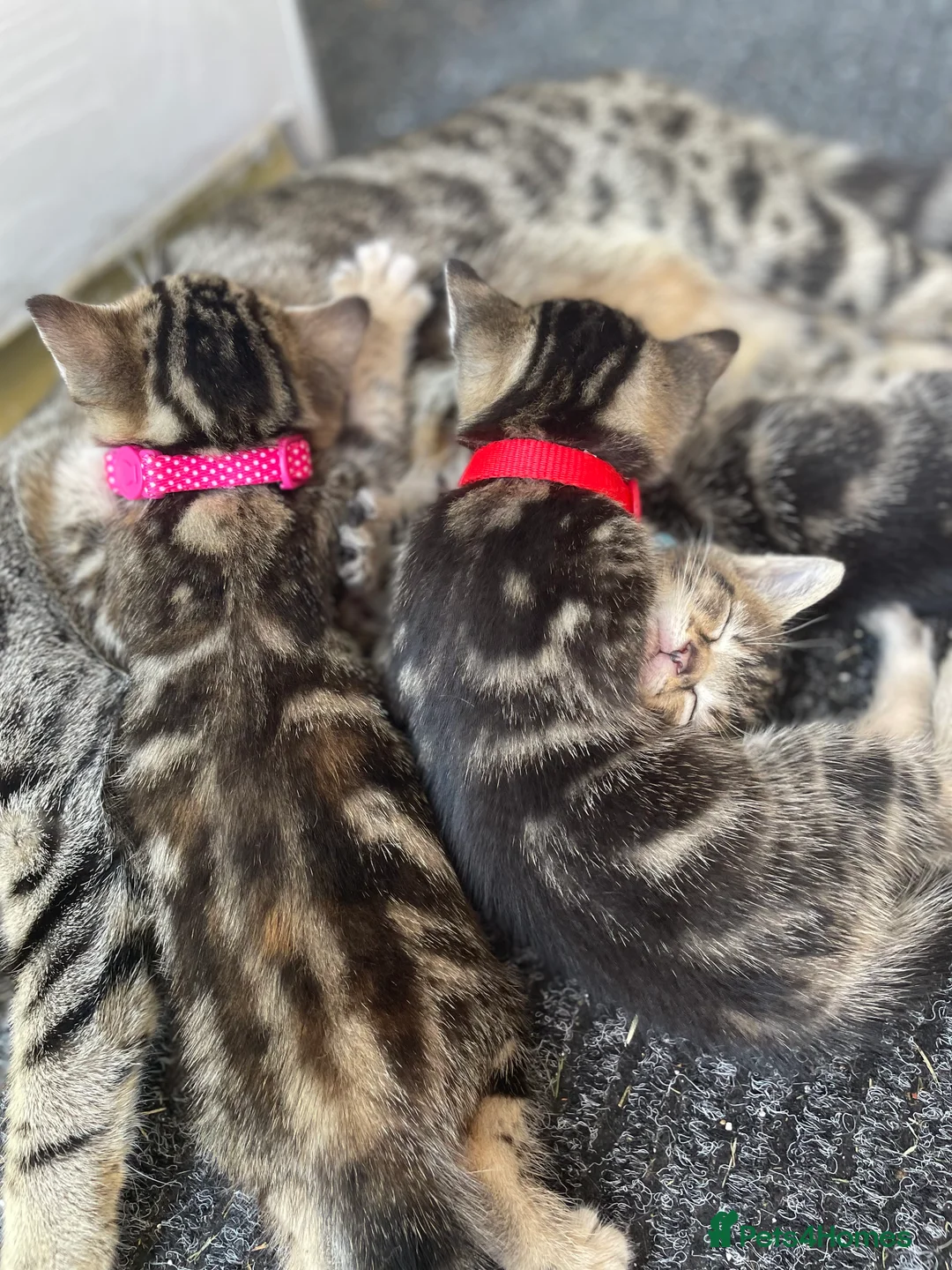 Mixed Breed cats for sale: Tabby kittens for sale  in Prenton - Advert 2